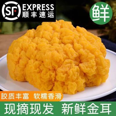 【顺丰速发】新鲜金耳菌大量批发黄金耳银耳羹菇菌非干货餐饮食材