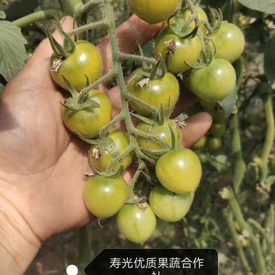 寿光青霞高甜度青甜番茄梦想青甜二号圣女果不添加防腐剂绿色顺丰