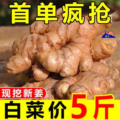 高山自种小黄姜新鲜现挖生姜月子姜土生姜适用时蔬整箱新鲜多汁姜