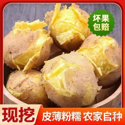 沙面土豆批发黄心新鲜新黄皮价洋芋马铃薯3/5斤厂家(一件代发)