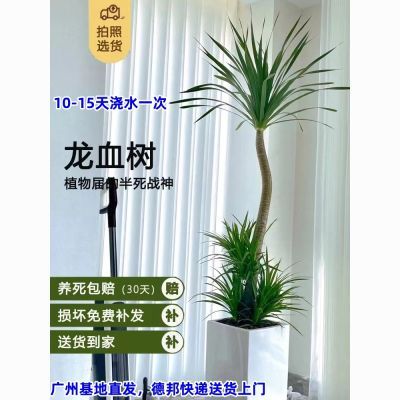 双层龙血树客厅室内大型吸甲醛植物办公室盆栽绿植老桩龙须树阳光