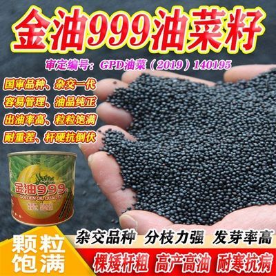 金油999油菜籽审定高产出油王油质纯矮杆早熟黑籽抗寒耐旱易管理