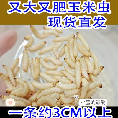 高蛋白玉米虫树蛙角蛙钓鱼守宫新鲜大号虫子活的鲜活营养长膘包邮【11月20日发完】