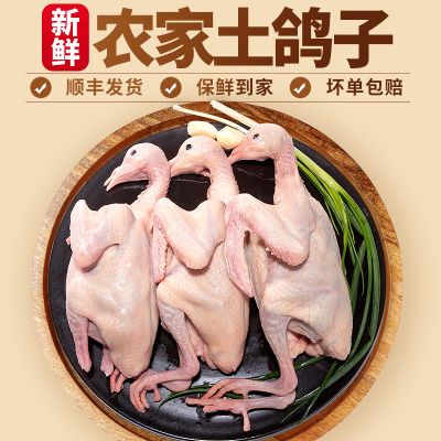 冰鲜乳鸽肉鸽子新鲜现杀正宗农家散养土鸽子炖煲汤营养滋补乳鸽肉