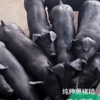 现货苏太正宗纯种黑猪精母繁育猪仔山猪黑土中华猪苗幼崽疫苗原种