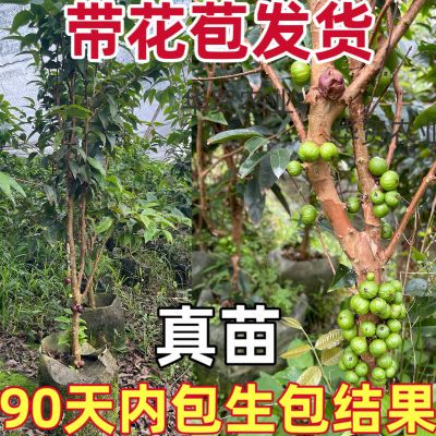 【带花苞】四季嘉宝果艾斯卡树葡萄苗果树南北种植盆栽地栽包结果