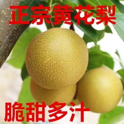 【脆甜新鲜】四川黄花梨新鲜梨子脆甜多汁皮薄当季孕妇水果批发价