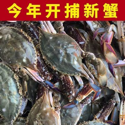 【特大母蟹有肉包肥】梭子蟹野生螃蟹新鲜液氮冷冻二母蟹海鲜批发