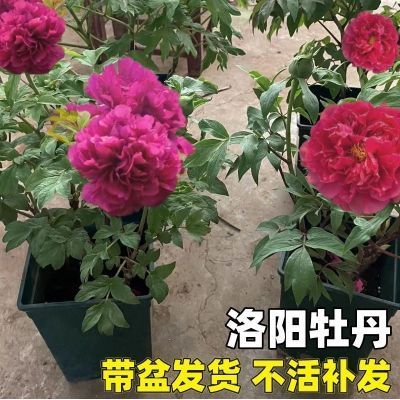 正品洛阳牡丹花原盆原土带花苞发货牡丹花苗重瓣花卉树苗北方耐寒