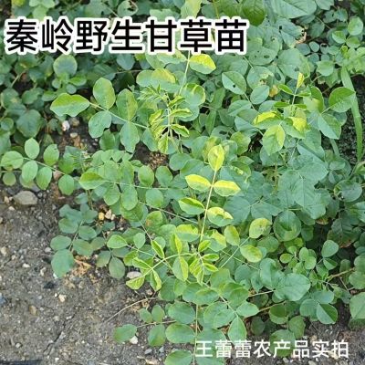 秦岭野生甘草苗种植庭院药材种苗新鲜中药材四季种植种苗现挖正品