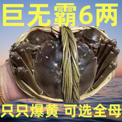 鲜活大闸蟹特大螃蟹全母公现货阳澄湖镇3-10只4/5两包邮河蟹含绳