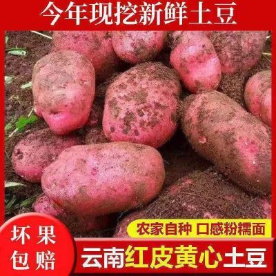 【限时特价】正宗云南红皮黄心土豆新鲜农家当季土豆洋芋整箱批发