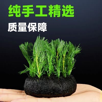 绿菊大坨草缸生态缸鱼缸造景水草懒人真草增氧淡水阴性净化水质