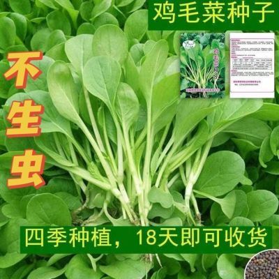 不生虫鸡毛菜种子四季播种抗热耐寒蔬菜种子小白菜籽有机小青菜籽