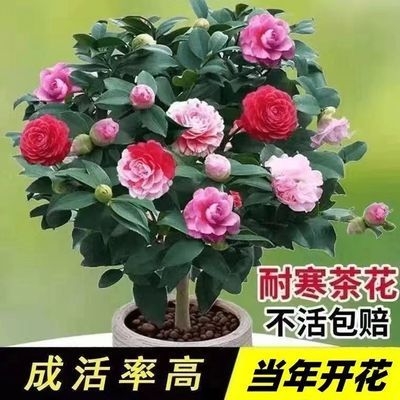 四季重瓣茶梅花树苗室内阳台盆栽山茶花树浓香型花卉耐寒好养茶花