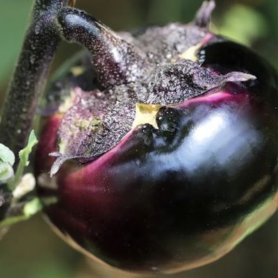 新鲜圆茄子现摘应季蔬菜山东圆茄子鲜嫩紫黑茄子整箱批发包邮