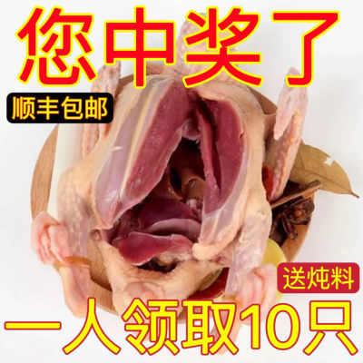 【赠送中】鸽子肉新鲜现杀乳鸽子批发土鸽子汤散养老鸽子日照绿茶