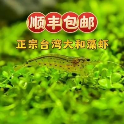 大河藻虾台湾正宗大和藻虾观赏虾鱼缸清洁虾草缸除藻虾顺丰鲜活