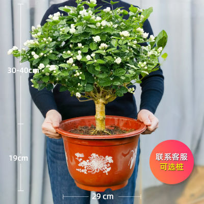 茉莉花盆栽老桩独杆栀子花盆栽室内阳台好养植物重瓣花卉四季绿植