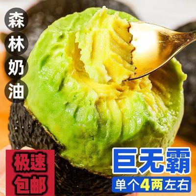 牛油果巨无霸云南国产哈斯牛油果鳄梨大果新鲜现摘无黑丝细腻包邮