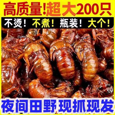 [超低价格]2024年当季新货野生竹蝉金蝉新鲜正宗知了猴非养殖