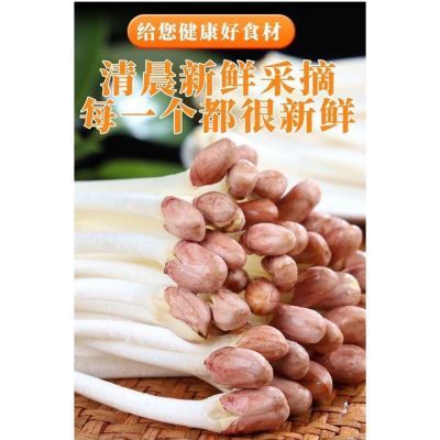 现摘现发脆嫩水培蔬菜花生芽新鲜菜花生苗芽苗菜火锅食材营养优质