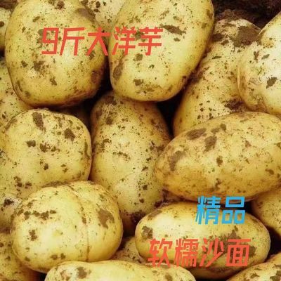 2024正宗新土豆新鲜纯天然洋芋镇雄黄心土豆粉糯香面马铃薯大洋芋