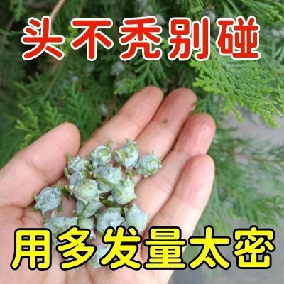 【官方正品】苗医堂洗发液防脱育发洗发水发功夫养发99%的选择