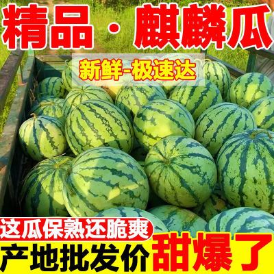 当季麒麟西瓜水果8424超甜有籽新鲜现摘现发皮薄汁甜冰糖精品美都