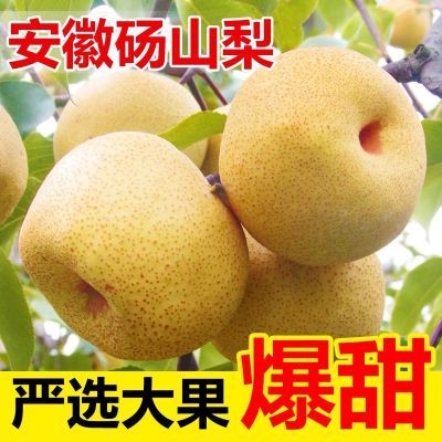 【今年新梨】正宗砀山梨子薄皮脆甜酥梨化痰止咳应季水果整箱批发