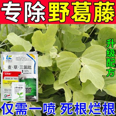 专杀葛藤除草剂除葛藤蔓专用药灭葛藤除阔叶杂草烂根剂葛藤灭草