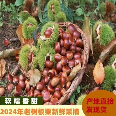 2024新鲜板栗正宗云南油栗现摘新货云南野生毛栗子非锥栗丹东