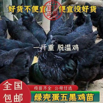 一斤正宗五黑鸡纯种乌骨鸡活鸡绿壳蛋鸡黑乌鸡五黑一绿鸡包活散养