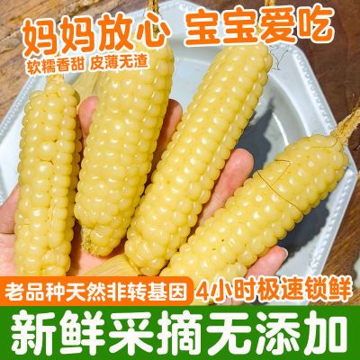 【精品】拇指玉米云南西双版纳香糯小玉米减脂婴儿早餐代餐玉米棒