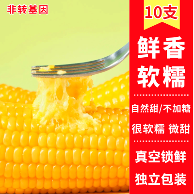 【10棒】内蒙古玉米新鲜糯玉米棒真空独立包装无添加玉米非转基因