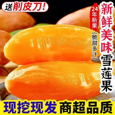 云南正宗雪莲果长果黄心新鲜水果超甜低糖特大果特价批发价整箱