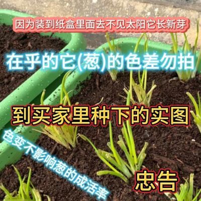 小葱花,葱种,分植葱种,切叶苗种葱,葱苗小香葱阳台农家家庭蔬