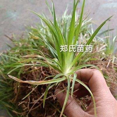 湘西野生新鲜肺经草小肺心草肺筋草梅花草金线吊白米野生发干货【