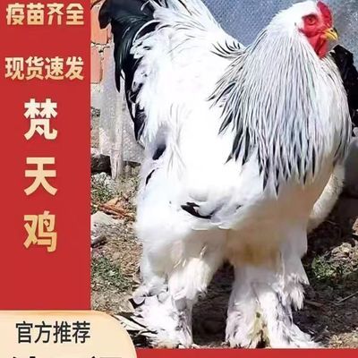 巨型梵天鸡活苗大型观赏鸡正宗婆罗门鸡活苗脱温鸡进口大型梵天鸡