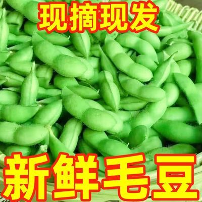 新鲜毛豆带壳鲜毛豆批发现摘现发新鲜发货新鲜蔬菜毛豆荚青豆批发