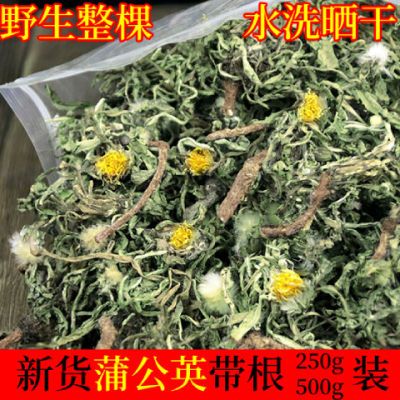 蒲公英整棵带长根正品批发晒干纯蒲公英泡水喝天然野生茶新鲜老根