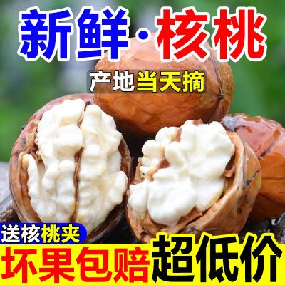 【批发价】2024新鲜湿核桃四川凉山现摘带青皮核桃薄皮薄壳黑核桃