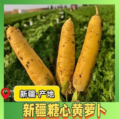 新疆黄心胡萝卜新鲜蔬菜农家自种带泥黄糖心萝卜抓饭宝宝辅食3斤