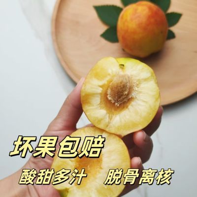 新鲜东北大李子正宗盖县大红袍李子脱骨干碗李子大果当季水果包邮