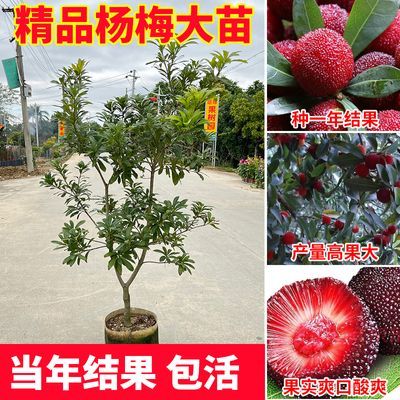 优品大苗当年结果】嫁接黑炭杨梅东魁杨梅树树苖带土种植盆栽批发