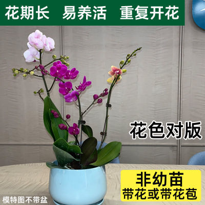 蝴蝶兰带花盆栽花苗带花苞兰花客厅室内植物花卉四季好养活成品