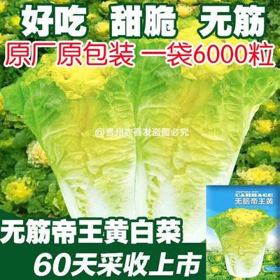 高产无筋黄心大白菜种子四季种植下锅耙夏季抗热抗病白菜蔬菜种籽