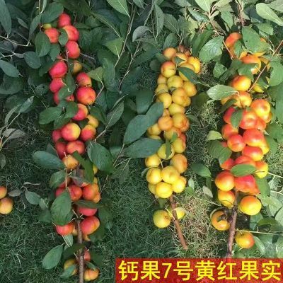 农大超欧9号钙果苗 当年开花结果鲜食补钙大田盆栽欧李种子果树苗