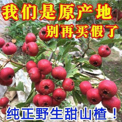 【抢购中】山楂果新鲜农家山楂当季开胃水果冰糖葫芦专用天然红果