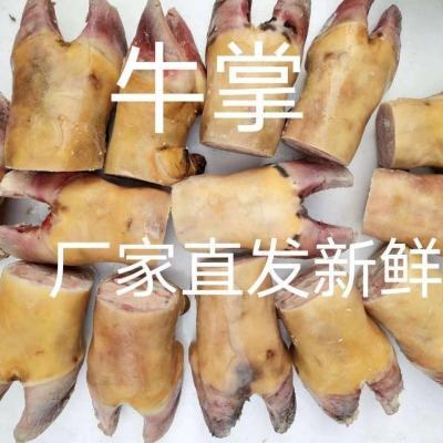 包邮新鲜牛掌牛蹄掌牛脚牛爪子自家散养黄牛带骨生牛掌冷链直发